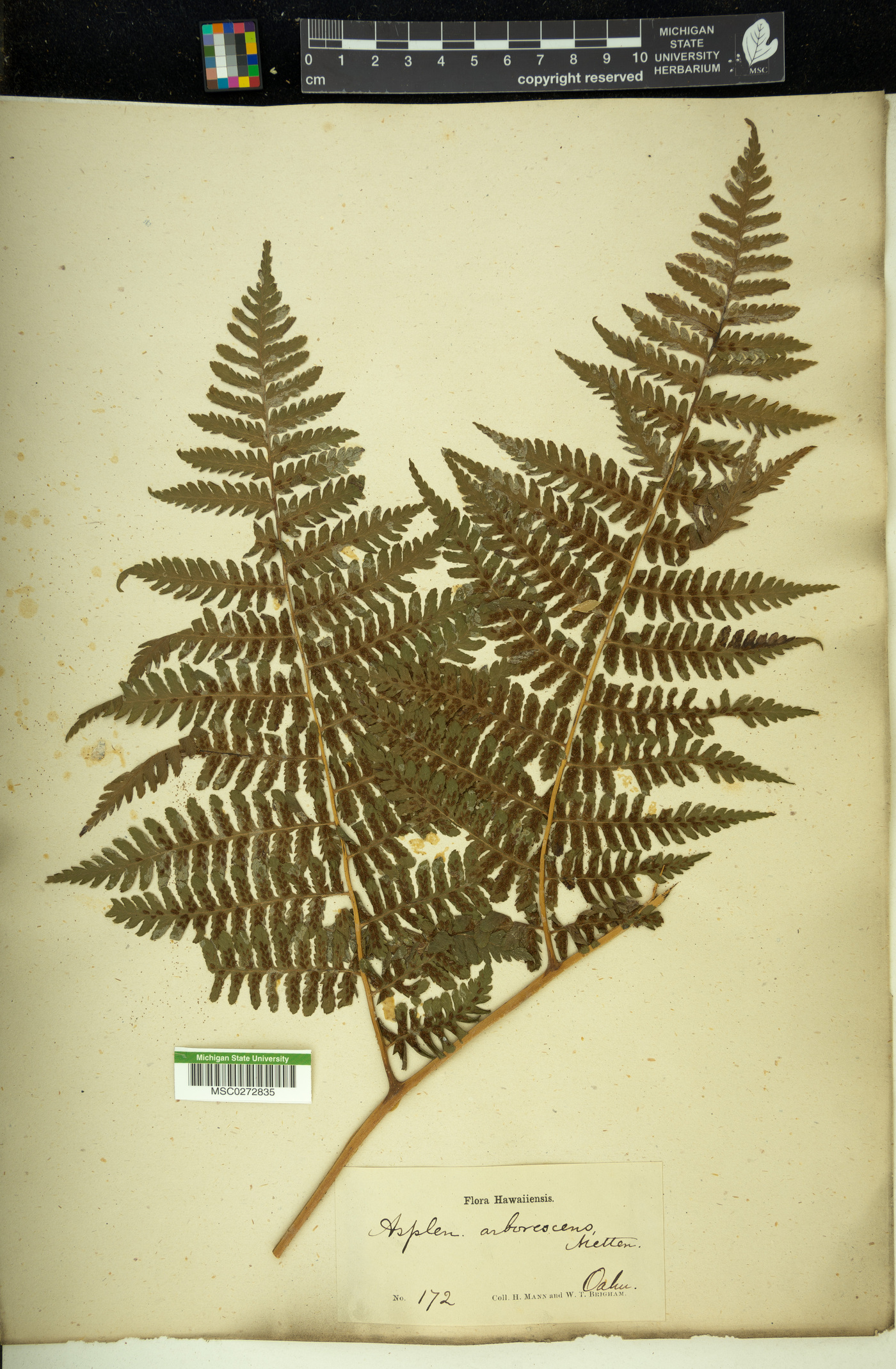 Diplazium arborescens image