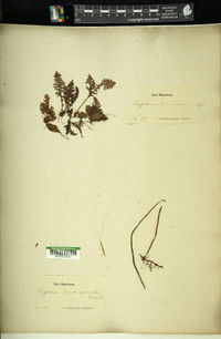 Polypodium pseudogrammitis image