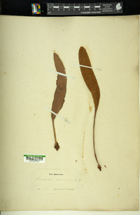 Elaphoglossum crassifolium image