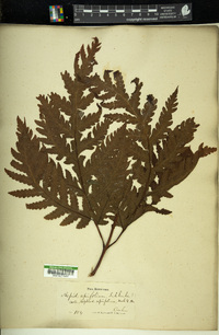 Image of Aspidium apiifolium