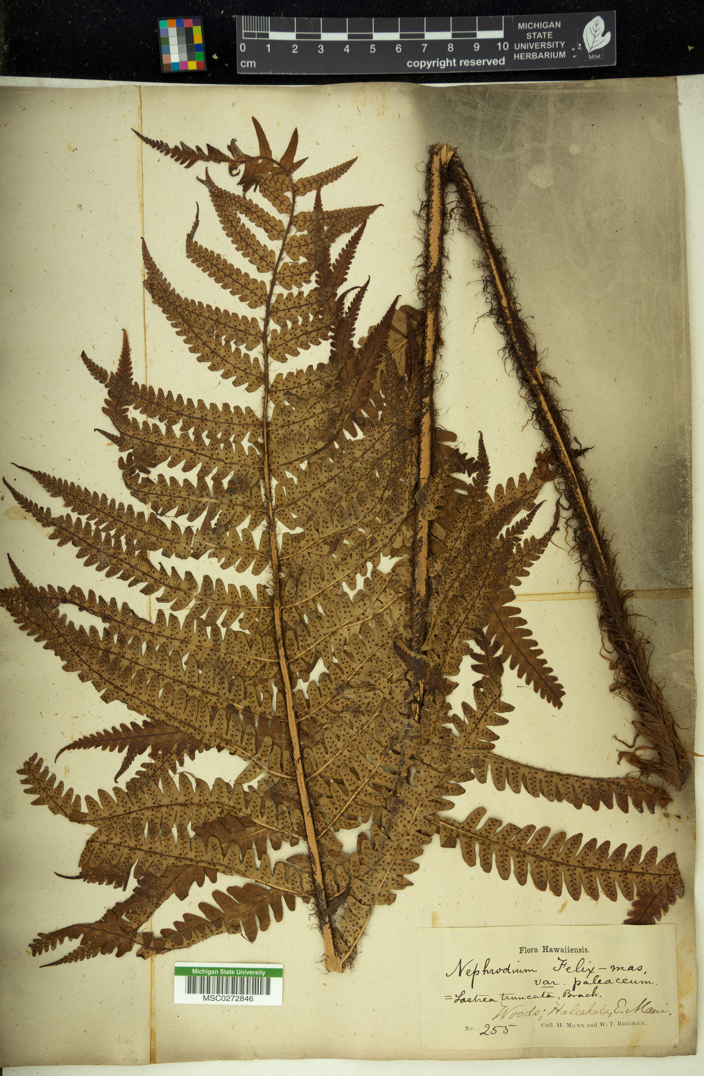 Nephrodium filix-mas var. paleaceum image