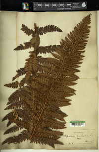 Polystichum muricatum image