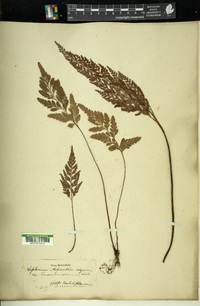 Asplenium adiantum-nigrum image