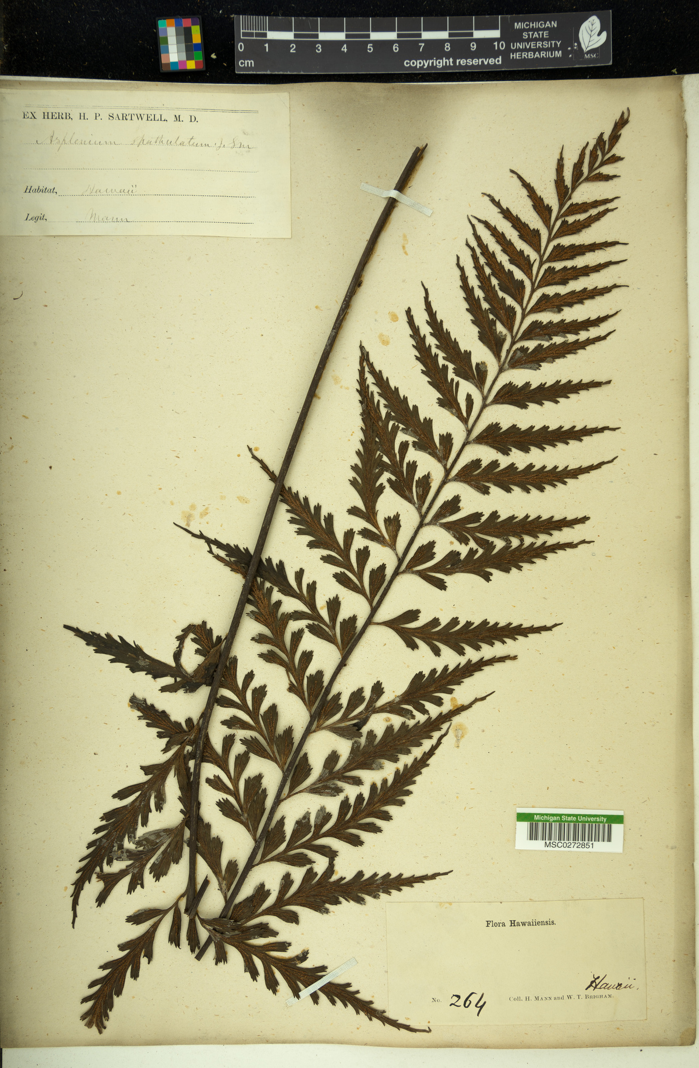 Asplenium spathulatum image