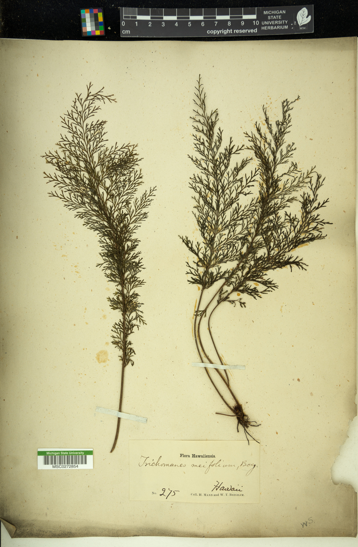 Abrodictyum meifolium image