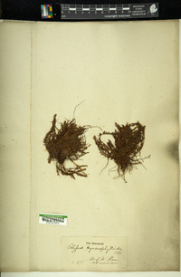 Polypodium hymenophylloides image