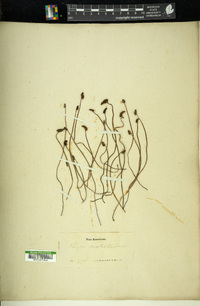 Schizaea australis image