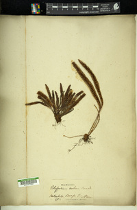 Polypodium hookeri image