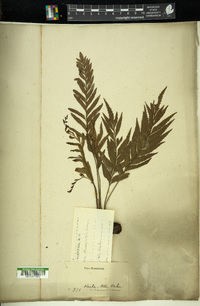 Asplenium kaulfussii image