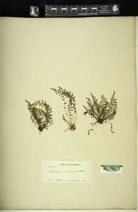 Aspidium sanctum image