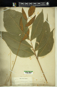 Mickelia nicotianifolia image