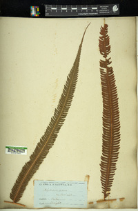 Aspidium serra image