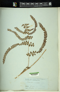 Davallia aculeata image