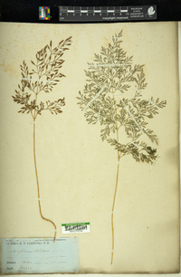 Pteris hexagona image