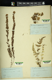 Hymenophyllum hirsutum image