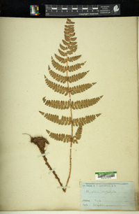 Image of Phegopteris platyphylla