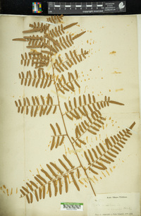 Pteridium caudatum image