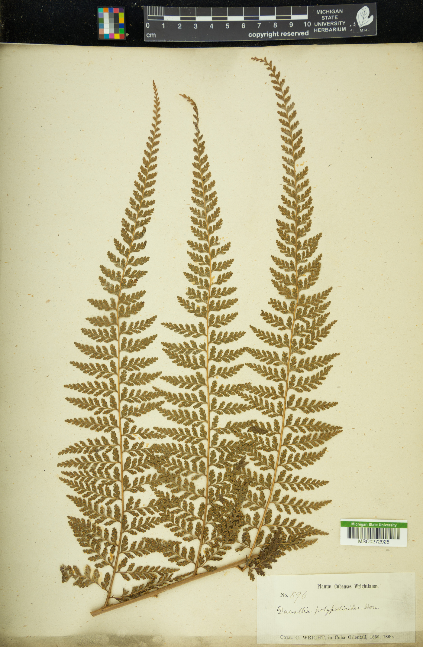 Davallia polypodioides image