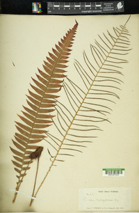 Lindsaea trapeziformis image