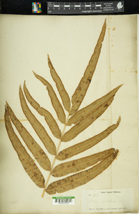 Pteris grandifolia image