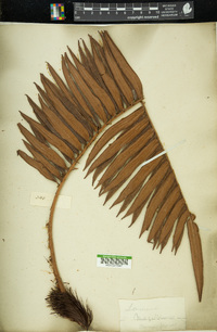 Lomariocycas magellanica image