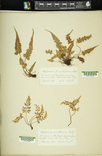 Asplenium pinnatifidum image