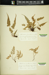 Asplenium montanum image