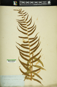 Athyrium pycnocarpon image