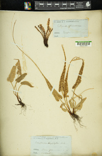 Ceterach officinarum image