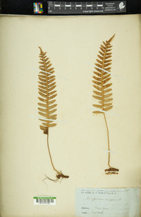 Polypodium vulgare image