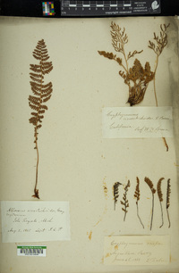 Cryptogramma acrostichoides image