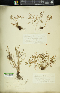 Woodsia ilvensis image