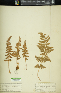 Woodsia ilvensis image