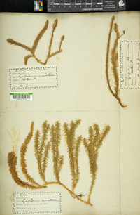 Lycopodium inundatum image