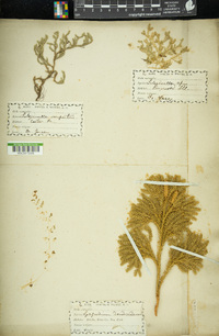 Selaginella rupestris image