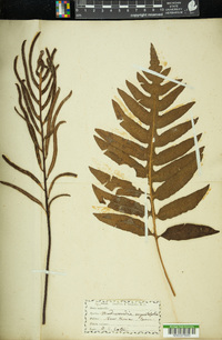 Woodwardia angustifolia image