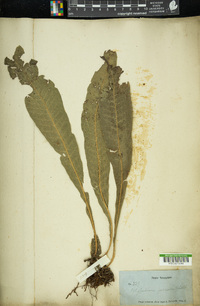 Campyloneurum repens image