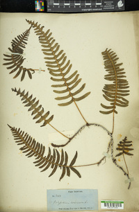 Polypodium loriceum image