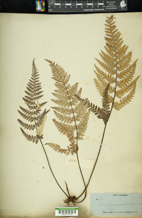 Gymnogramma calomelanos image