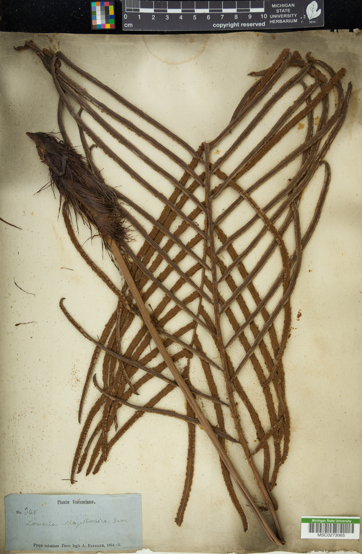 Lomariocycas magellanica image