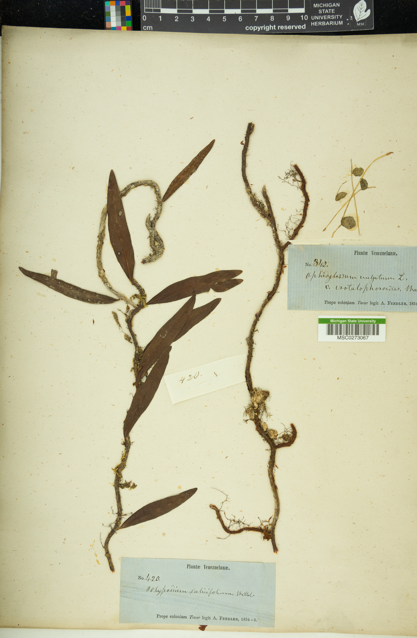 Ophioglossum crotalophoroides subsp. crotalophoroides image