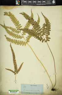 Lindsaea trapeziformis image