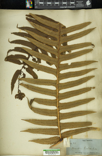 Hemitelia horrida image