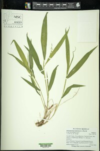 Dichanthelium latifolium image