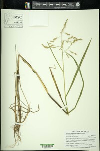 Glyceria canadensis image