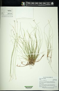 Carex eburnea image