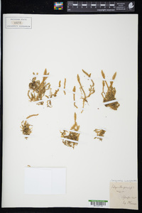 Selaginella selaginoides image