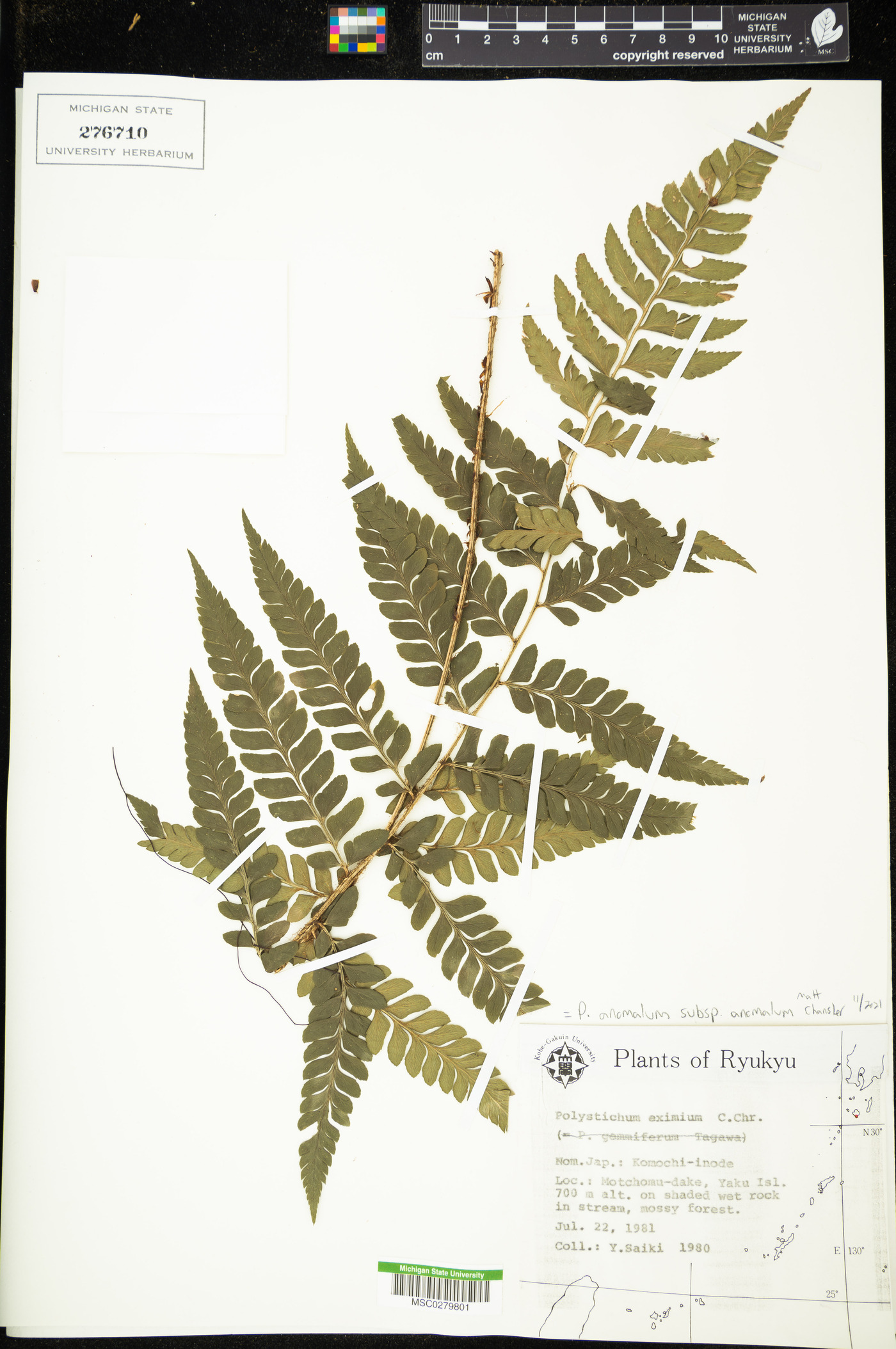 Polystichum anomalum image