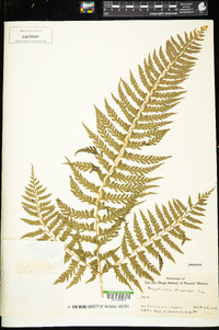 Polystichum tripteron image