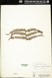 Diplopterygium glaucum image